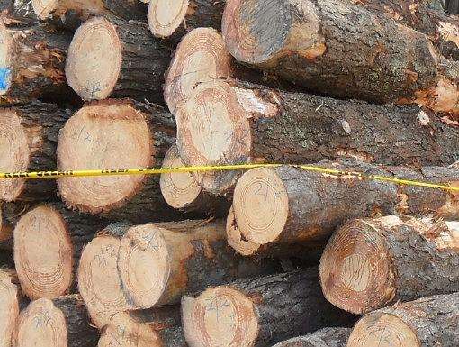 松木和松木家具的優(yōu)缺點分析